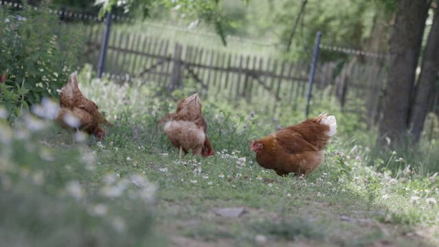 Kurczaki na Wolnym Wybiegu: Zdrowe i Szczęśliwe Życie na Wsi