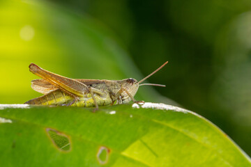 Common field grasshoper sitting on a green leaf macro photography in summertime. Common field grasshopper sitting on a plant in summer day close-up photo. Macro insect on a green background.