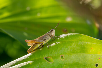 Common field grasshoper sitting on a green leaf macro photography in summertime. Common field grasshopper sitting on a plant in summer day close-up photo. Macro insect on a green background.