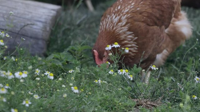 Kurczaki na Wolnym Wybiegu: Zdrowe i Szczęśliwe Życie na Wsi
