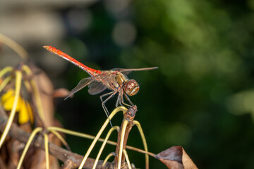 Ruddy darter dragonfly sitting on a branch in a summer day. Dragonfly with big eyes macro...
