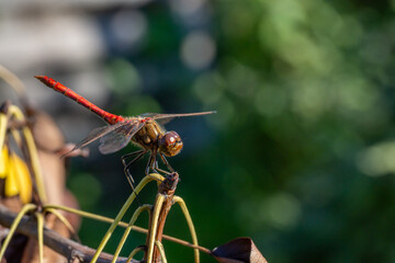 Ruddy darter dragonfly sitting on a branch in a summer day. Dragonfly with big eyes macro...