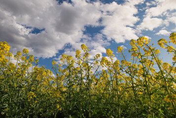 Yellow rapeseed field at the sunset.