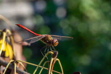 Ruddy darter dragonfly sitting on a branch in a summer day. Dragonfly with big eyes macro photography on a green background.	