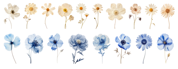 White and blue dried flower png on transparent background
