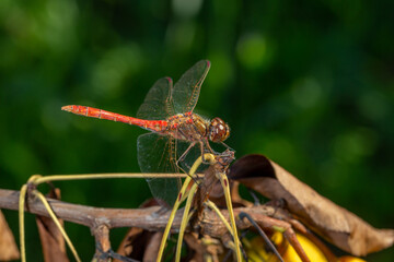 Ruddy darter dragonfly sitting on a branch in a summer day. Dragonfly with big eyes macro photography on a green background.	