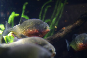 Piranha at the Genoa aquarium, Italy.