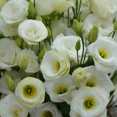 Obraz premium A bouquet of white flowers with yellow centers