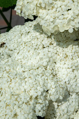 White hydrangea flowers in the garden. Bud close up. Grow a summer flower. Flora petals background.