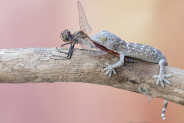 A young tokay gecko is preying on a dragonfly. This reptile has the scientific name Gekko gecko.