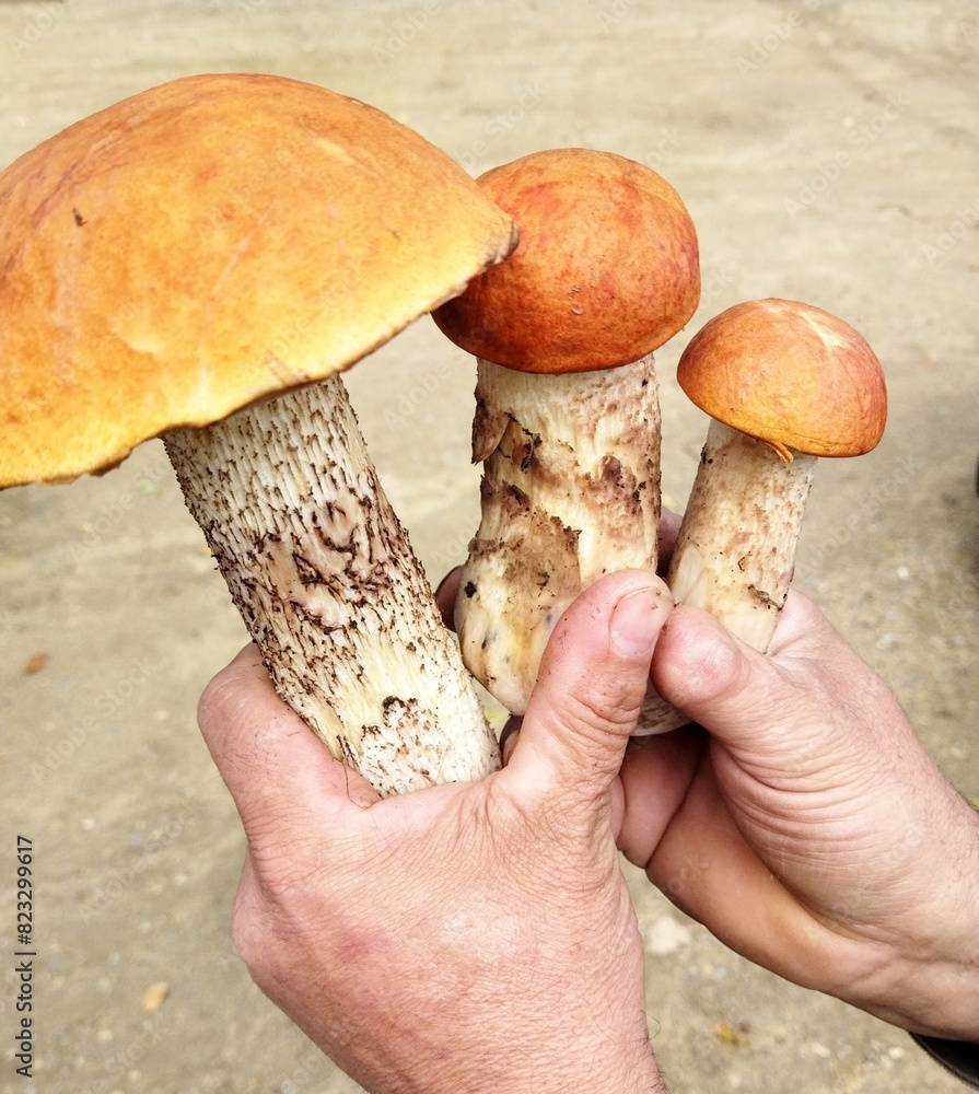 Wall mural Human hands hold mushrooms, mushroom background