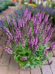 Fototapeta premium Beautiful blooming purple pink Salvia nemorosa decorative garden flowers in flower pot close up