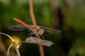 Ruddy darter dragonfly sitting on a branch in a summer day. Dragonfly with big eyes macro...