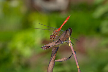 Ruddy darter dragonfly sitting on a branch in a summer day. Dragonfly with big eyes macro photography on a green background.	