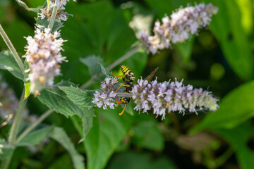 Wasp sitting on purple flowers macro photography on a sunny summer day. Close-up photo of a wasp sitting on a blooming mint flower in the summertime.	
