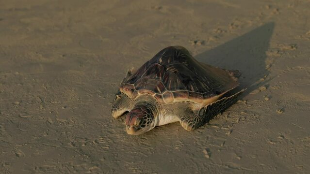 Closeup of leatherback sea turtles crawling to the ocean.Sea turtles active crawling sand beach toward sea water sunset down. Family new beginning life swim ocean.  Change pollution global warming.