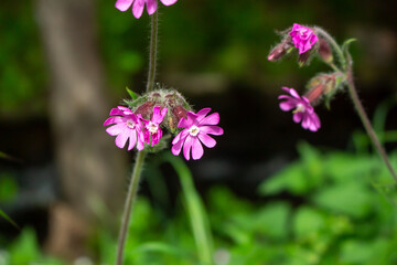 Red campion (Silene dioica), red catchfly, wild plant, flower meadow, panorama