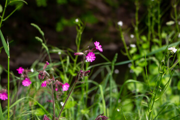 Red campion (Silene dioica), red catchfly, wild plant, flower meadow, panorama