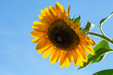 Blooming sunflower on a blue background closeup on a summer sunny day. Sunflower with bright yellow petals on a blue sky background in the summertime.	