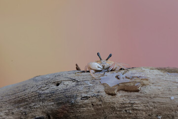 A fiddler crab is hunting for prey in rotten tree trunks washed away by river flows. This animal...