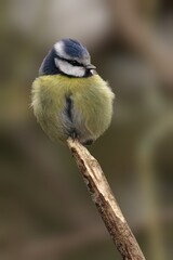 Obraz premium Closeup of a Blue Tit perched on a tree branch