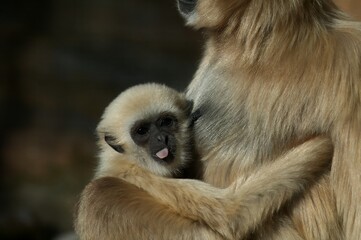 Closeup of a baby Lar Gibbon hugging its mother