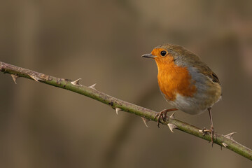 Closeup of a Robin perched on a tree branch