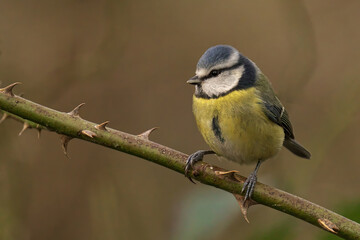 Closeup of a Blue Tit perched on a tree branch