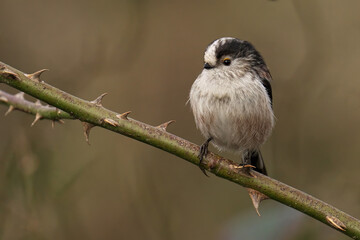 Closeup of a Long Tailed Tit perched on a tree branch