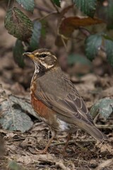 Closeup of a Redwing perched on the ground