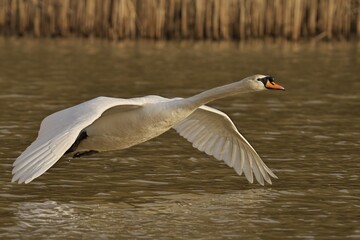 Closeup of a swan gracefully gliding over a lake in flight