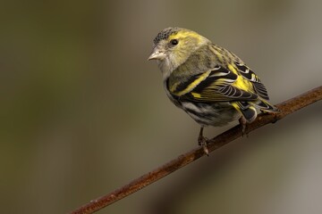 Closeup of a Siskin perched on a tree branch