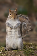 Grey squirrel perched on a grassy mound