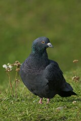 Closeup of a Feral Pigeon perched on grass