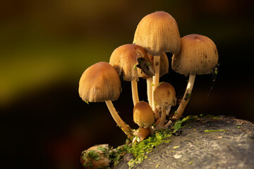 Cluster of Glistening Inkcap sprouting from a tree