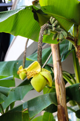 Banana tree in Albain / drzewo bananowe w Albanii  © Milena