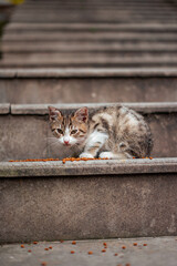 Vertical closeup of a cat feeding, sitting on outdoor steps in Istanbul, Turkey