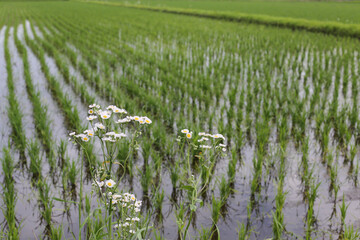 田んぼの隅に咲く花