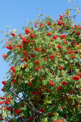 Vogelbeere oder Eberesche (Sorbus aucuparia) Baum mit vielen roten Beeren 