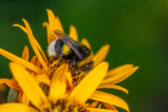 Bumblebee collecting nectar from yellow flower macro photography on a summer day. A bee sucking nectar from a ligularia flower with red petals closeup photo in summertime.