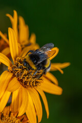 Bumblebee collecting nectar from yellow flower macro photography on a summer day. A bee sucking nectar from a ligularia flower with red petals closeup photo in summertime.