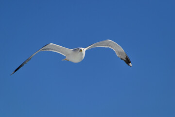 seagull in flight - aegean sea, near Kavala