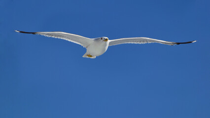 seagull in flight - aegean sea, near Kavala