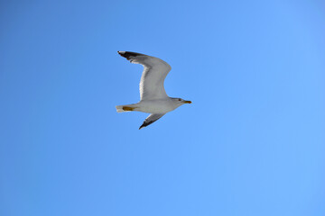 Fototapeta premium seagull in flight - aegean sea, near Kavala