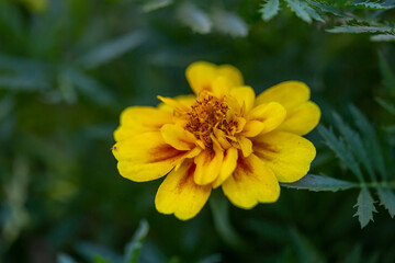 Yellow marigolds flowers on a green background on a summer sunny day macro photography. Blooming tagetes flower with yellow petals in summer, close-up photo.	