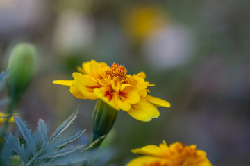Yellow marigolds flowers on a green background on a summer sunny day macro photography. Blooming tagetes flower with yellow petals in summer, close-up photo.	