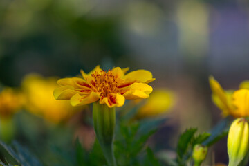 Yellow marigolds flowers on a green background on a summer sunny day macro photography. Blooming tagetes flower with yellow petals in summer, close-up photo.	