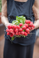 Freshly harvested red radishes held by elderly woman
