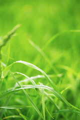 Grass with waterdrops from the rain.