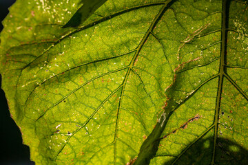 Green leaf of a garden plant in sunlight macro photography. The texture of a juicy leaf on a sunny summer day, close-up photo. Fresh greens with deep shadows in the springtime	
